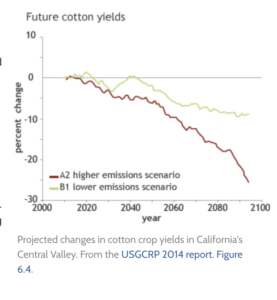 Rendimiento algodón en cambio climático