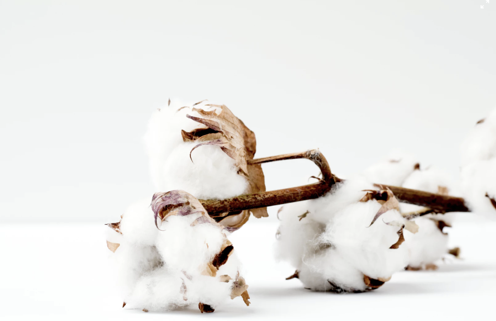 ¿Cómo afecta el cambio climático al cultivo de algodón?