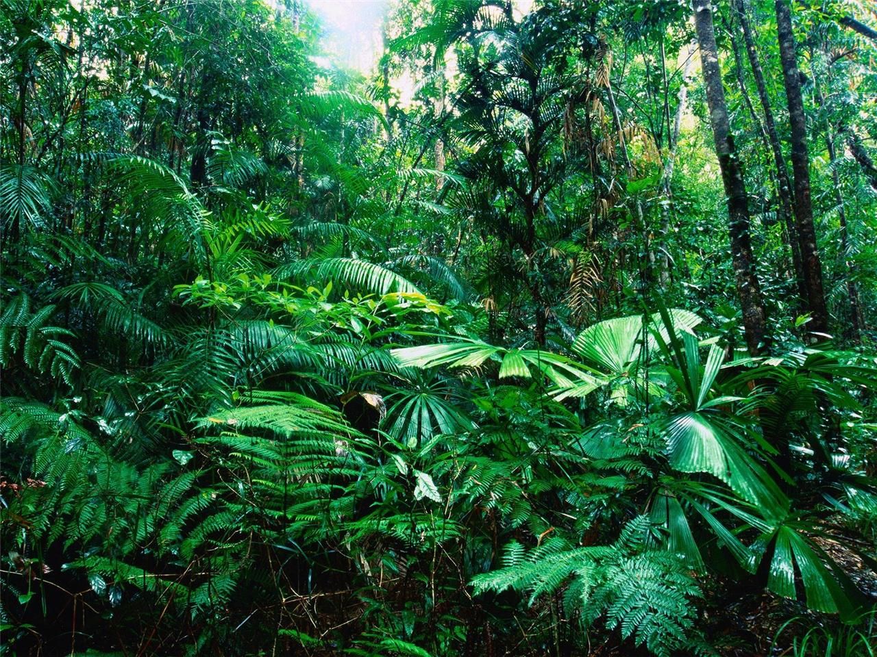 celulosa-bosques
