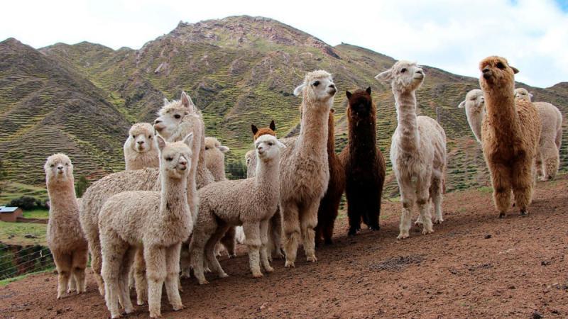 Nuevos estudios sobre el ciclo de vida de la fibra de alpaca muestran un panorama positivo para la fibra