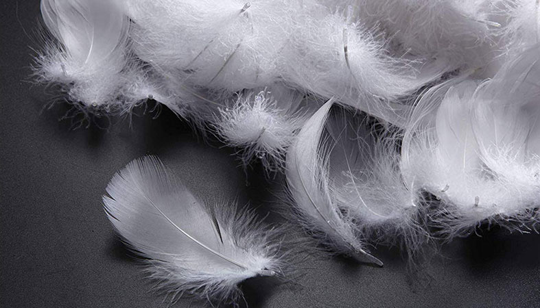 plumas de pato. maltrato animal industrai de la moda
